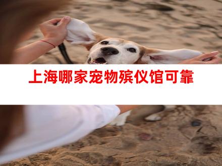 上海哪家宠物殡仪馆可靠