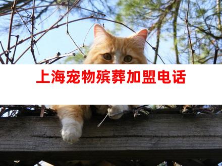 上海宠物殡葬加盟电话