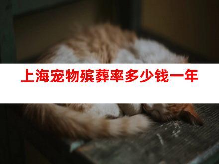 上海宠物殡葬率多少钱一年