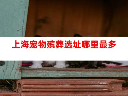 上海宠物殡葬选址哪里最多