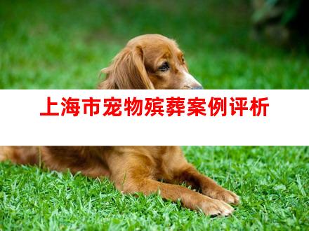 上海市宠物殡葬案例评析