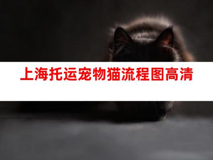 上海托运宠物猫流程图高清