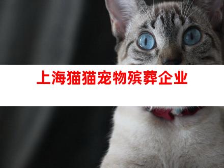 上海猫猫宠物殡葬企业