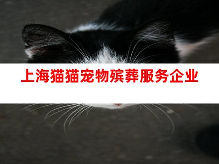 上海猫猫宠物殡葬服务企业