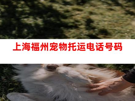 上海福州宠物托运电话号码