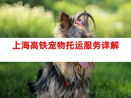 上海高铁宠物托运服务详解