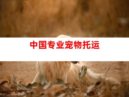中国专业宠物托运