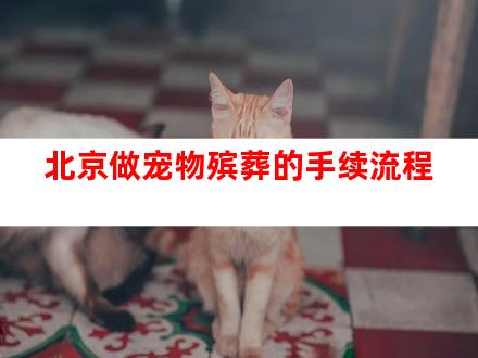 北京做宠物殡葬的手续流程
