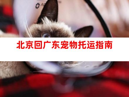 北京回广东宠物托运指南