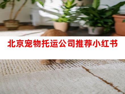 北京宠物托运公司推荐小红书