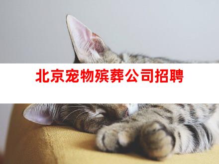 北京宠物殡葬公司招聘