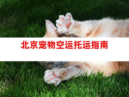 北京宠物空运托运指南