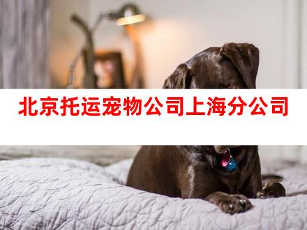 北京托运宠物公司上海分公司