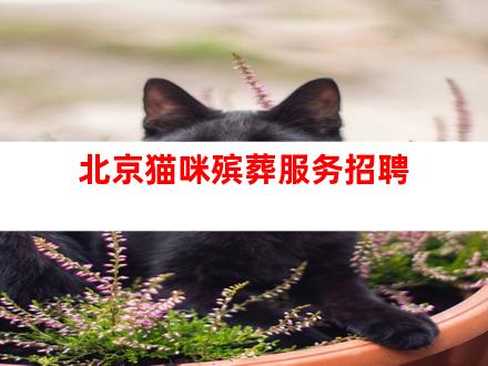 北京猫咪殡葬服务招聘