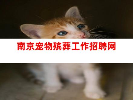 南京宠物殡葬工作招聘网