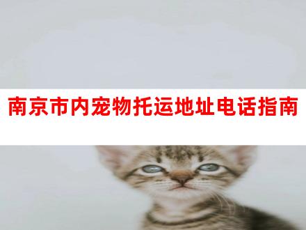 南京市内宠物托运地址电话指南