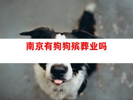 南京有狗狗殡葬业吗