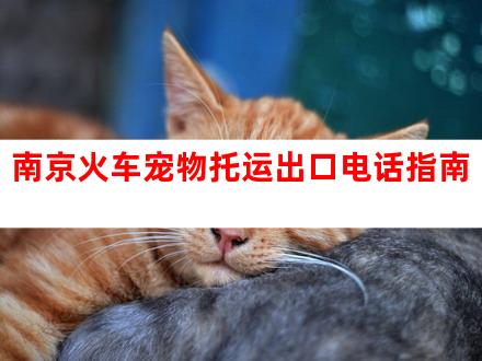 南京火车宠物托运出口电话指南