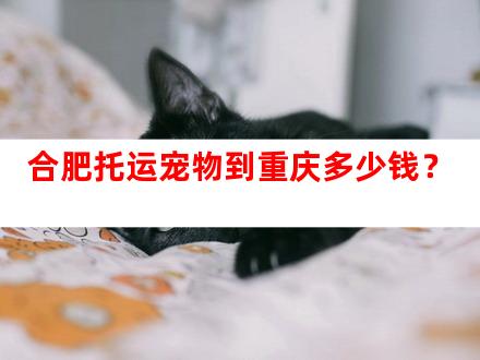 合肥托运宠物到重庆多少钱？
