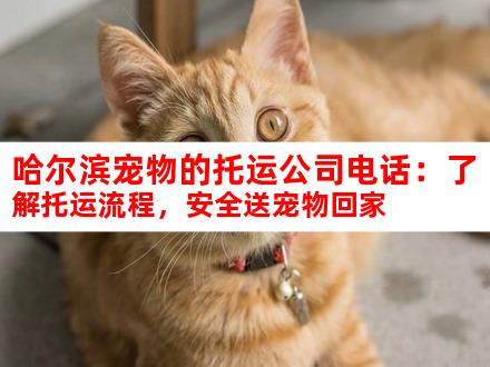 哈尔滨宠物的托运公司电话：了解托运流程，安全送宠物回家