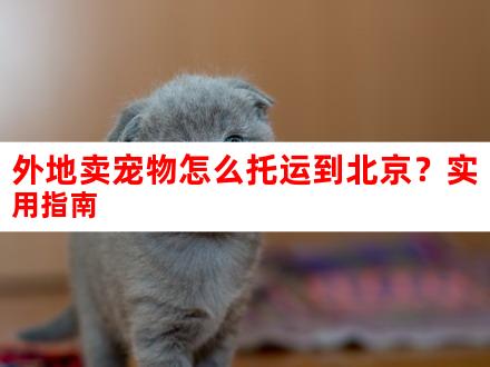 外地卖宠物怎么托运到北京？实用指南