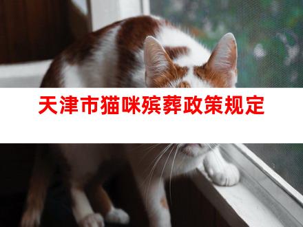 天津市猫咪殡葬政策规定