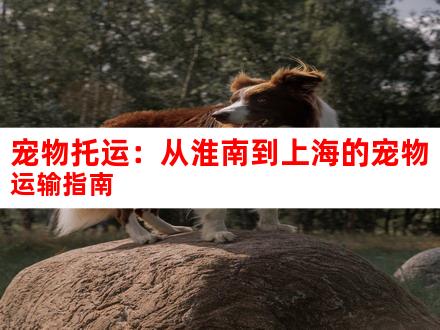宠物托运：从淮南到上海的宠物运输指南