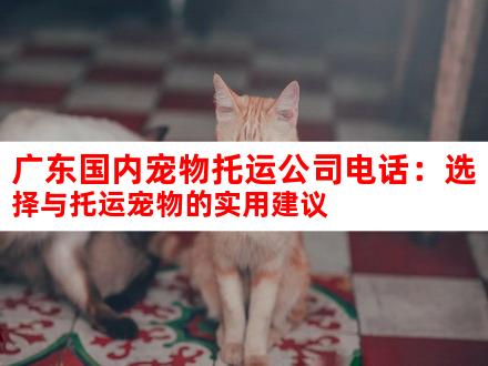 广东国内宠物托运公司电话：选择与托运宠物的实用建议