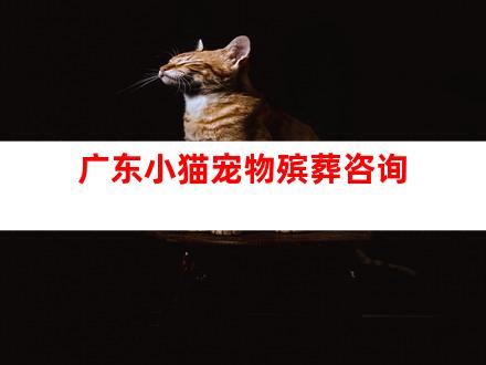 广东小猫宠物殡葬咨询