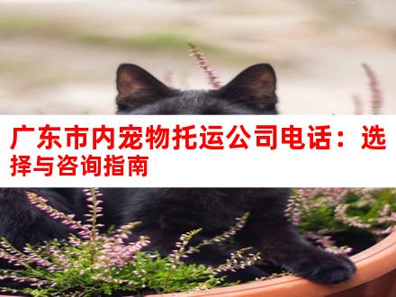 广东市内宠物托运公司电话：选择与咨询指南