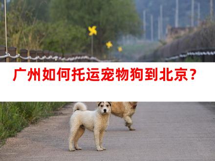广州如何托运宠物狗到北京？