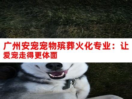 广州安宠宠物殡葬火化专业：让爱宠走得更体面