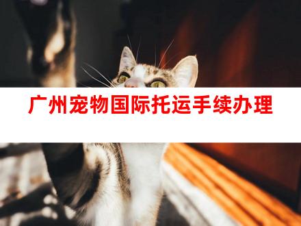 广州宠物国际托运手续办理