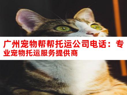广州宠物帮帮托运公司电话：专业宠物托运服务提供商