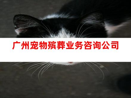 广州宠物殡葬业务咨询公司