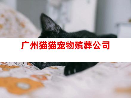 广州猫猫宠物殡葬公司