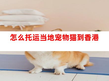 怎么托运当地宠物猫到香港