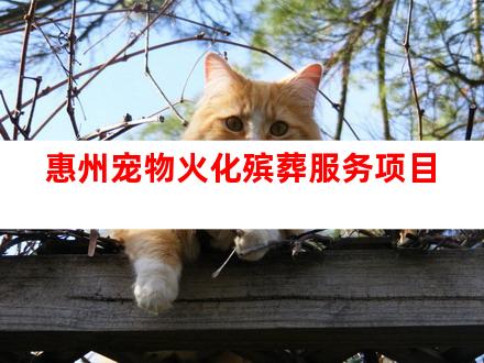 惠州宠物火化殡葬服务项目