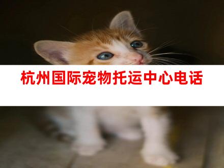 杭州国际宠物托运中心电话