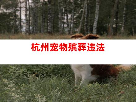 杭州宠物殡葬违法