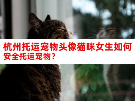 杭州托运宠物头像猫咪女生如何安全托运宠物？