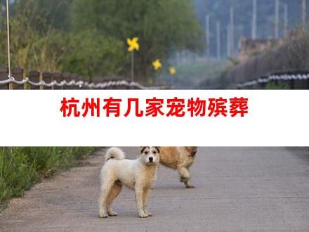 杭州有几家宠物殡葬