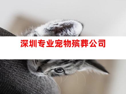 深圳专业宠物殡葬公司