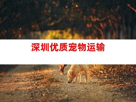 深圳优质宠物运输