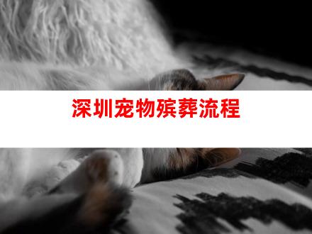 深圳宠物殡葬流程