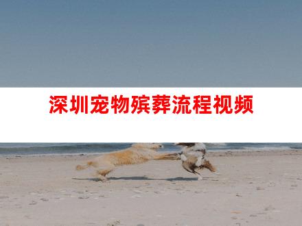 深圳宠物殡葬流程视频