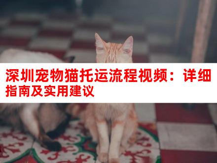 深圳宠物猫托运流程视频：详细指南及实用建议