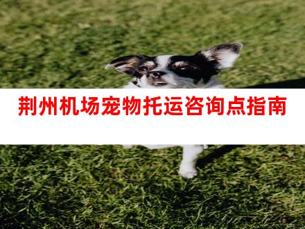 荆州机场宠物托运咨询点指南