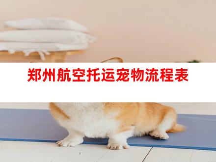 郑州航空托运宠物流程表