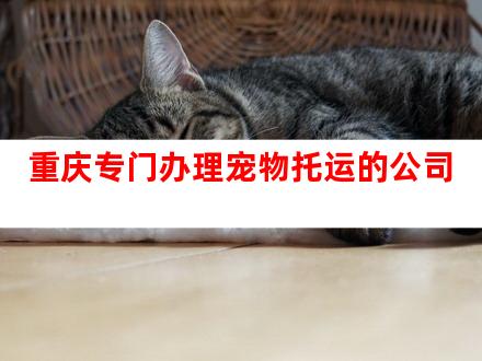 重庆专门办理宠物托运的公司